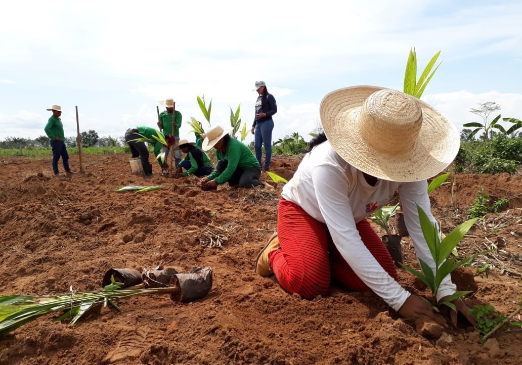 Pessoas no campo fazem plantação de mudas